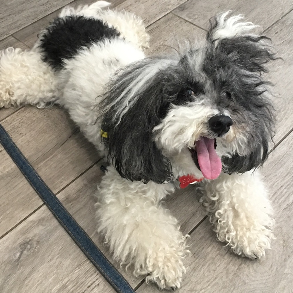 Meet your Posher, Christy